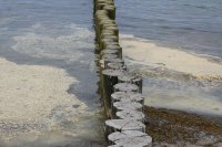 bluetenstaub ostsee 02 800
